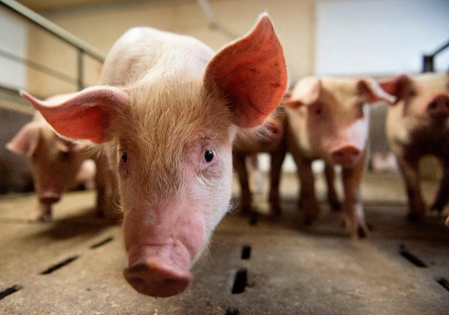 Trà Vinh: Tái đàn lợn gặp khó do giá lợn giống, thức ăn công nghiệp tăng cao